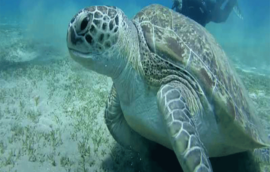 ABU DABBAB turtles beach