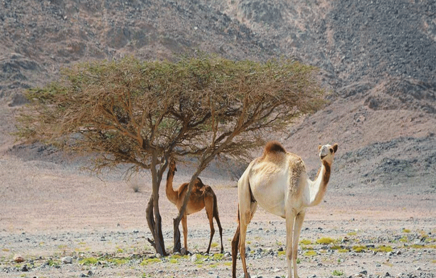 Wadi El Gemal Tour from Marsa Alam Private