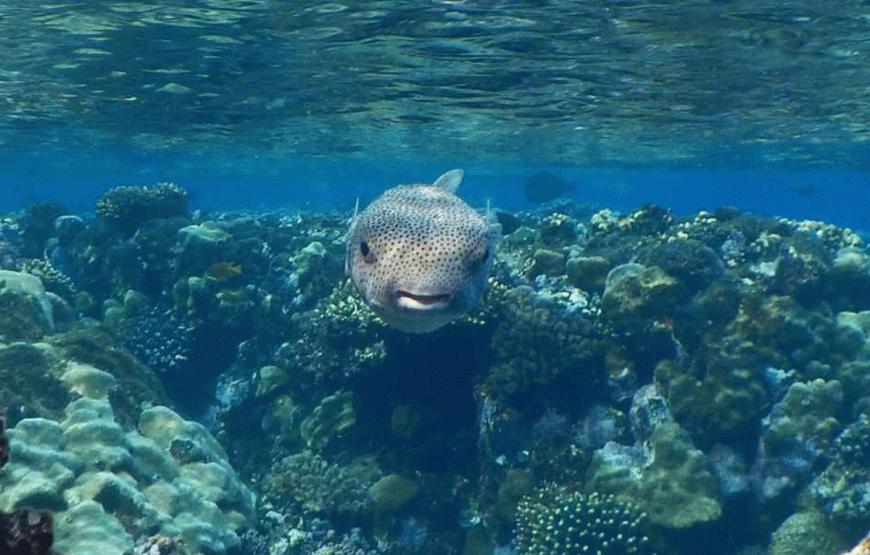 Hamata Islands Snoekeling Day Trip from Marsa Alam