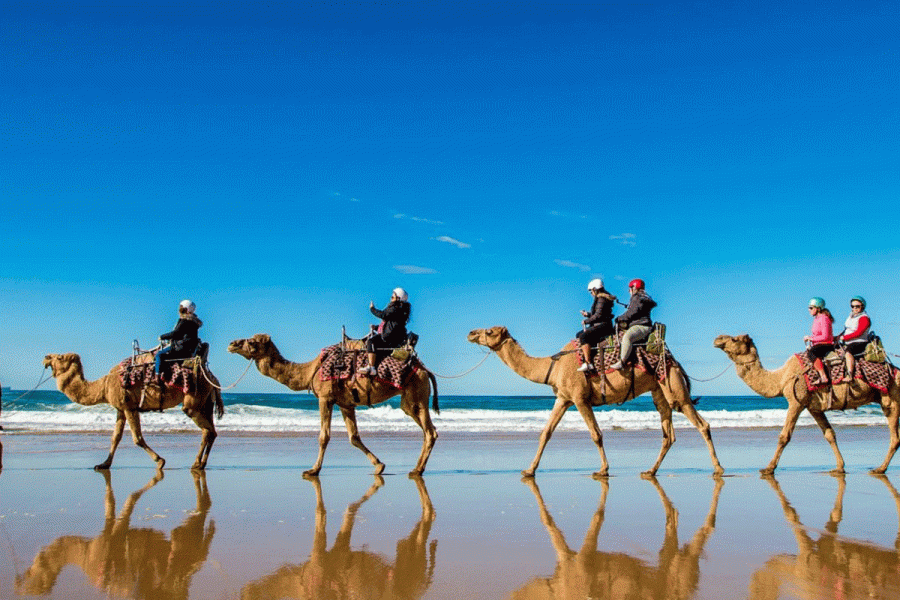 Experience the Beauty of the Desert: Camel Riding Marsa Alam Day Tour