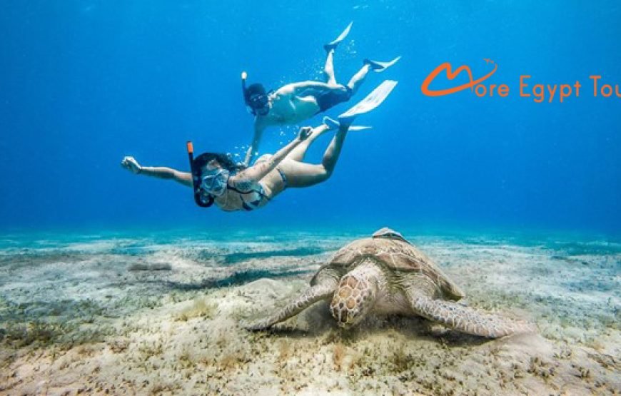 Abu Dabbab Beach Snorkeling tour with Turtles & Dugong