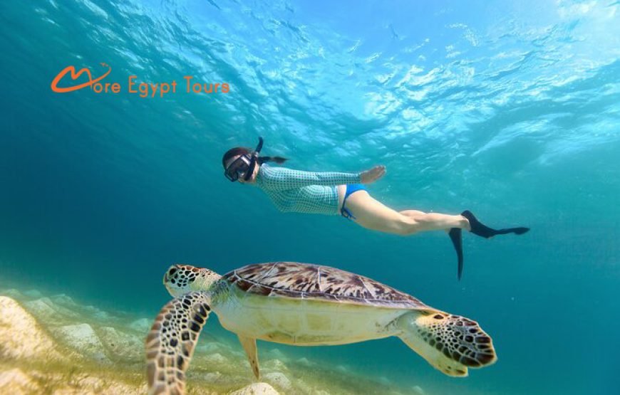 Abu Dabbab Beach Snorkeling tour with Turtles & Dugong