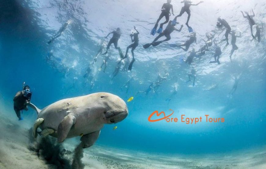 Abu Dabbab Beach Snorkeling tour with Turtles & Dugong