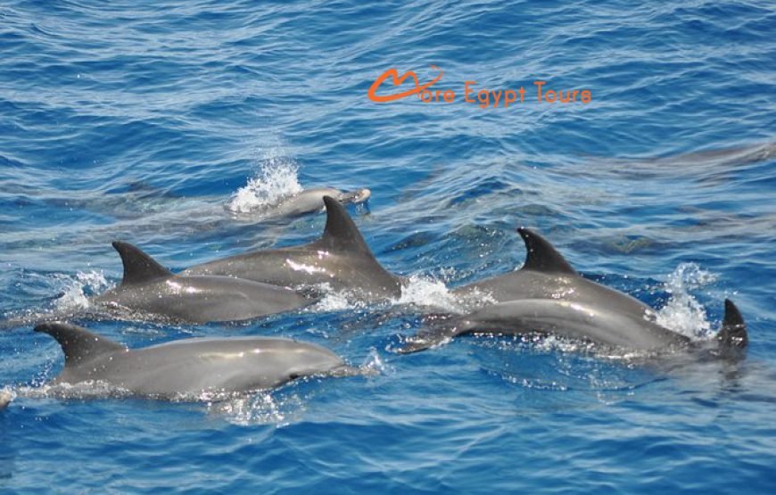 Dolphin House Snorkeling & Swimming Day Tour with Lunch