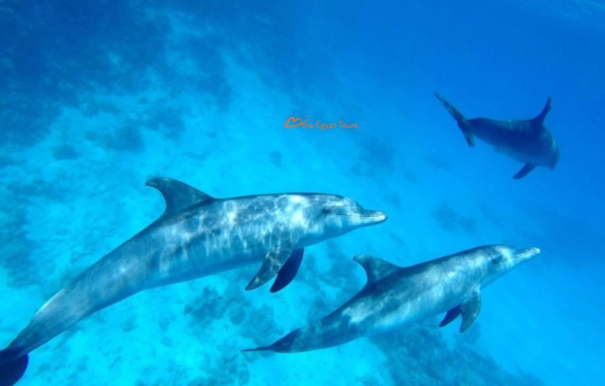 Dolphin House Snorkeling & Swimming Day Tour with Lunch