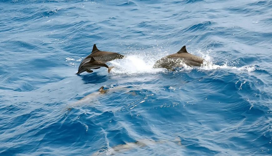 Dolphin House Hurghada
