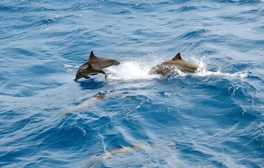 Dolphin House Snorkeling & Swimming Day Tour with Lunch