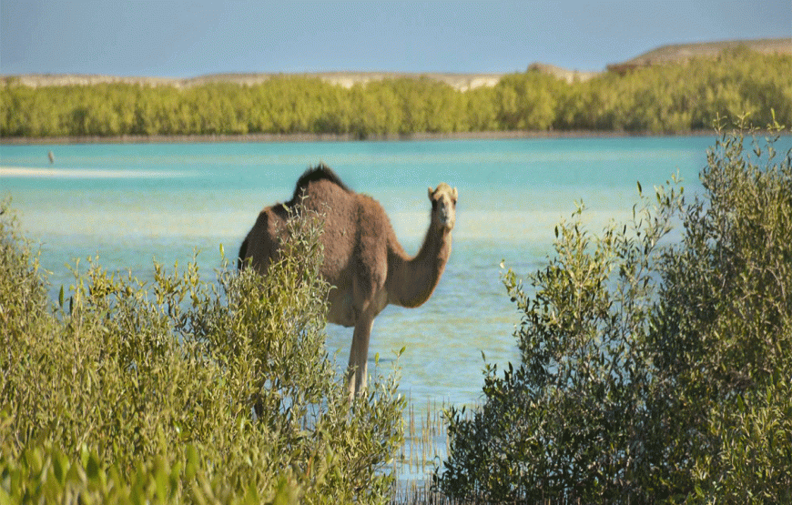 Wadi El Gemal Tour from Marsa Alam Private