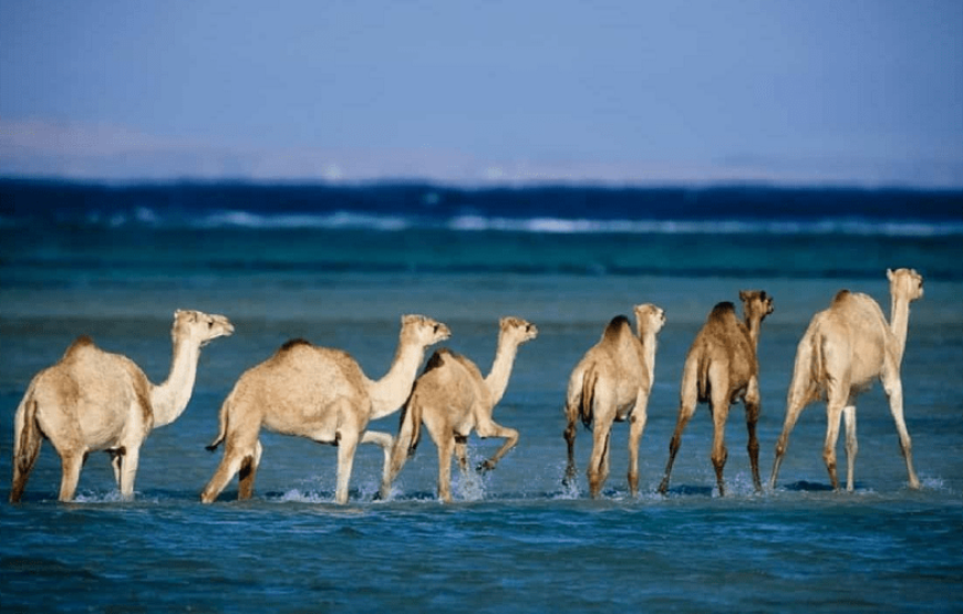 Wadi El Gemal Tour from Marsa Alam Private