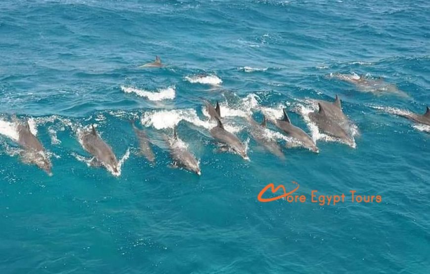 Private Speedboat Trip to Dolphin House