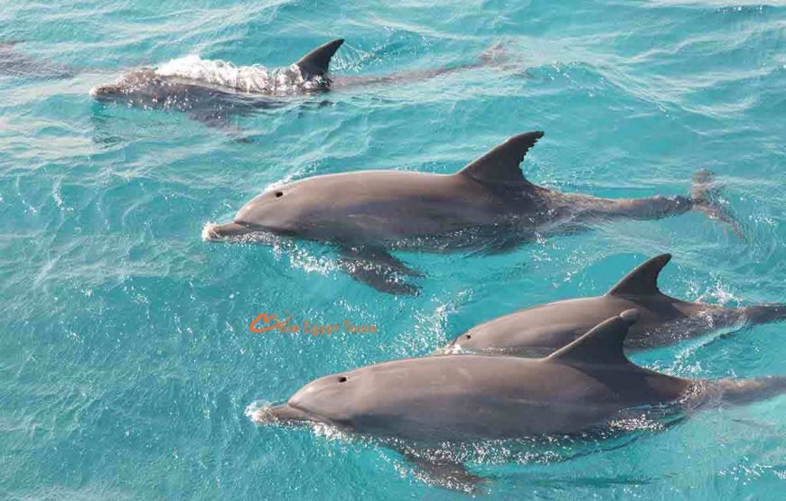 Private Speedboat Trip to Dolphin House